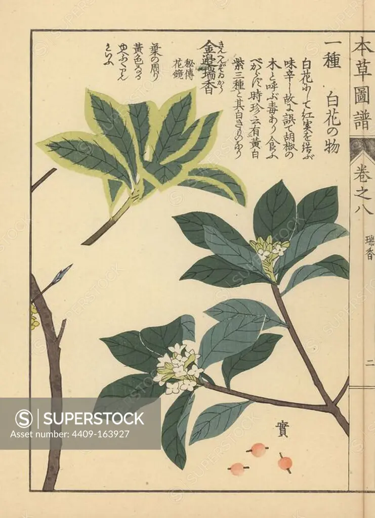 Indian paper plant or lokta, Daphne papyracea (Daphne cannabina Wall.) and winter daphne, Daphne odora Thunb. forma marginata Mak. Colour-printed woodblock engraving by Kan'en Iwasaki from "Honzo Zufu," an Illustrated Guide to Medicinal Plants, Japan, 1884. Iwasaki (1786-1842) was a Japanese botanist, entomologist and zoologist. He was one of the first Japanese botanists to incorporate western knowledge into his studies.