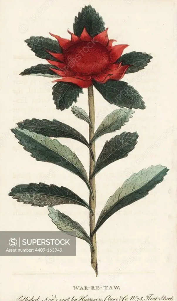 New South Wales waratah, Telopea speciosissima. (War-re-taw flower) Handcoloured copperplate engraving from "The Naturalist's Pocket Magazine," Harrison, London, 1798.