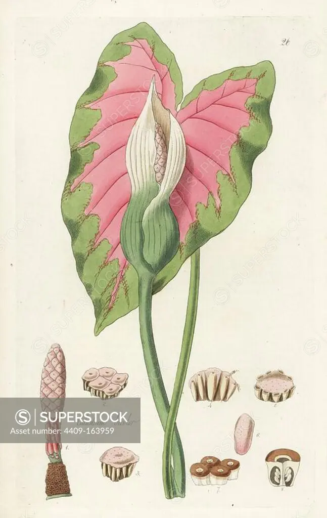 Angel wings, heart of Jesus, or two-coloured caladium, Caladium bicolor. Handcoloured copperplate engraving by J. Swan after a botanical illustration by William Jackson Hooker from his own "Exotic Flora," Blackwood, Edinburgh, 1823. Hooker (1785-1865) was an English botanist who specialized in orchids and ferns, and was director of the Royal Botanical Gardens at Kew from 1841.