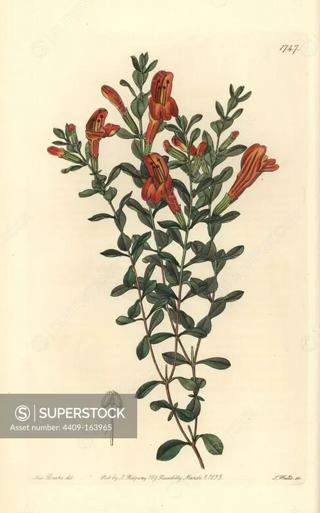 Scarlet gardoquia or amber blush, Clinopodium coccineum (Gardoquia hookeri). Handcoloured copperplate engraving by S. Watts after an illustration by Miss Drake from Sydenham Edwards' "The Botanical Register," London, Ridgway, 1835. Sarah Anne Drake (1803-1857) drew over 1,300 plates for the botanist John Lindley, including many orchids.