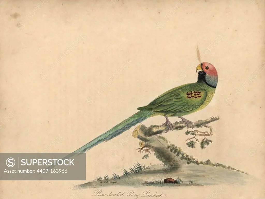 Blossom-headed parakeet, Psittacula roseata. (Rose-headed ring parrakeet) Handcoloured copperplate engraving of an illustration by William Hayes and his daughter Matilda Hayes from William Hayes' Portraits of Rare and Curious Birds from the Menagery of Osterly Park, London, Bulmer, 1794.
