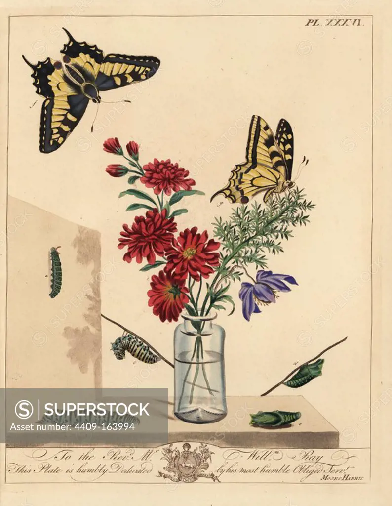 Swallowtail butterfly, Papilio machaon. Handcoloured lithograph after an illustration by Moses Harris from "The Aurelian; a Natural History of English Moths and Butterflies," new edition edited by J. O. Westwood, published by Henry Bohn, London, 1840.