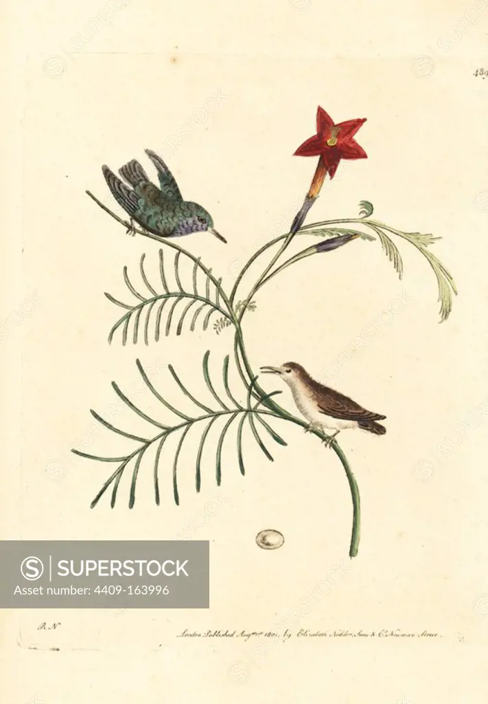 Vervain hummingbird, Mellisuga minima (least hummingbird, Trochilus minimus), male and female. Illustration drawn and engraved by Richard Polydore Nodder. Handcoloured copperplate engraving from George Shaw and Frederick Nodder's "The Naturalist's Miscellany," London, 1801.