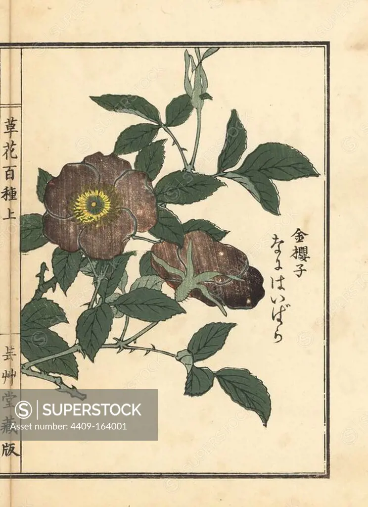 Naniwai bara, or Cherokee rose, Rosa laevigata. Handcoloured woodblock print by Kono Bairei from Kusa Bana Hyakushu (One Hundred Varieties of Flowers), Tokyo, Yamada, 1901.