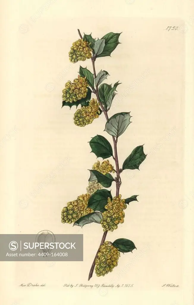 Whitened barberry, Berberis dealbata. Handcoloured copperplate engraving by S. Watts after an illustration by Miss Drake from Sydenham Edwards' "The Botanical Register," London, Ridgway, 1835. Sarah Anne Drake (1803-1857) drew over 1,300 plates for the botanist John Lindley, including many orchids.