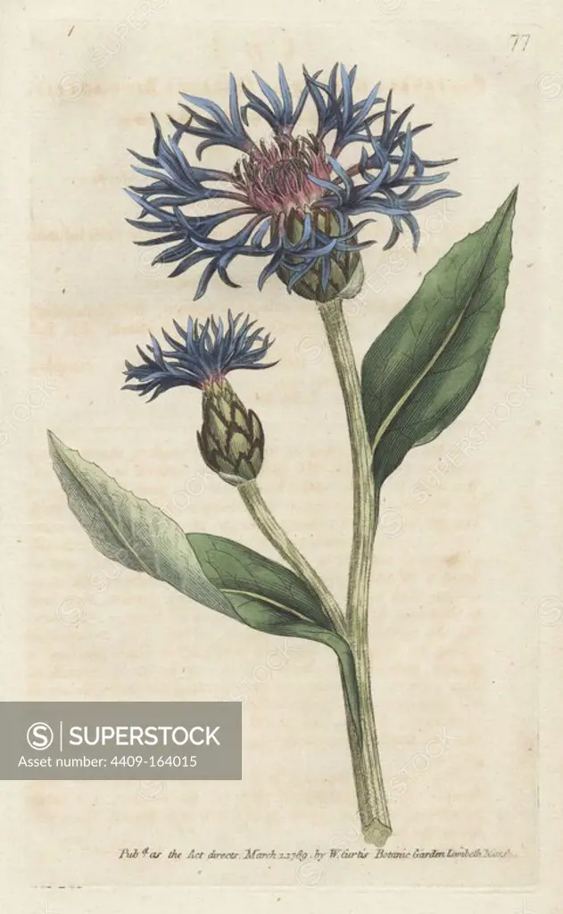 Greater blue bottle or perennial cornflower, Centaurea montana. Handcolored copperplate engraving from a botanical illustration by James Sowerby from William Curtis's "Botanical Magazine," Lambeth, London, 1789.