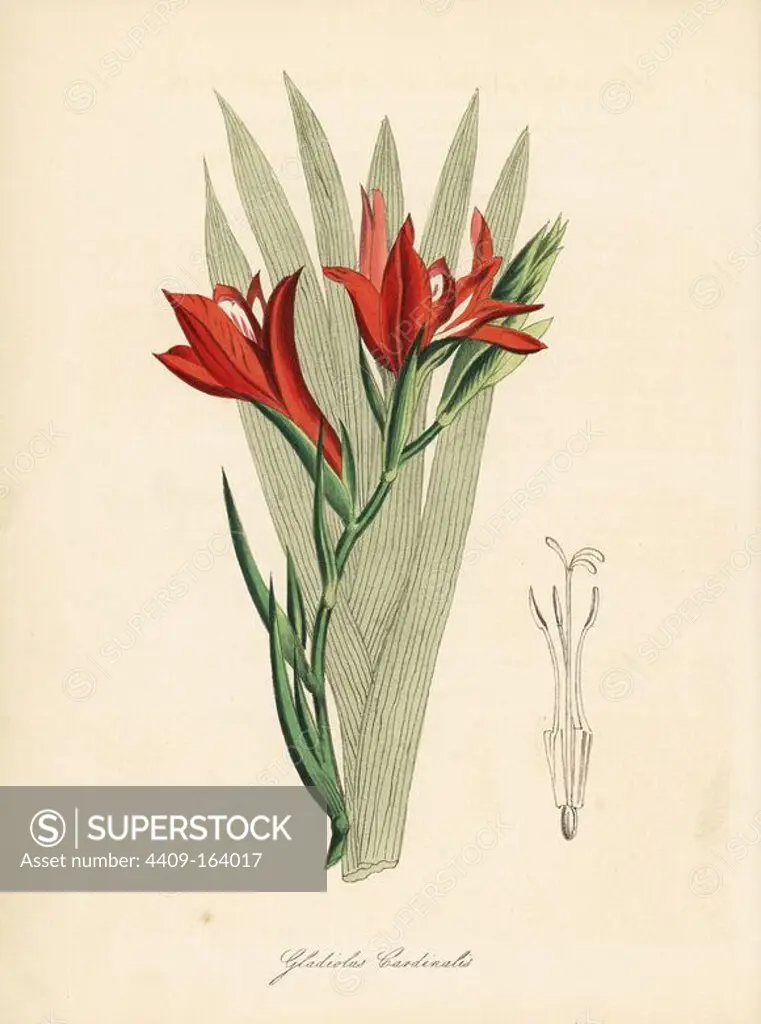 Superb cornflag, Gladiolus cardinalis. Taken from an illustration by William Clark from Richard Morris's "Flora Conspicua." Handcoloured zincograph by C. Chabot drawn by Miss M. A. Burnett from her "Plantae Utiliores: or Illustrations of Useful Plants," Whittaker, London, 1842. Miss Burnett drew the botanical illustrations, but the text was chiefly by her late brother, British botanist Gilbert Thomas Burnett (1800-1835).