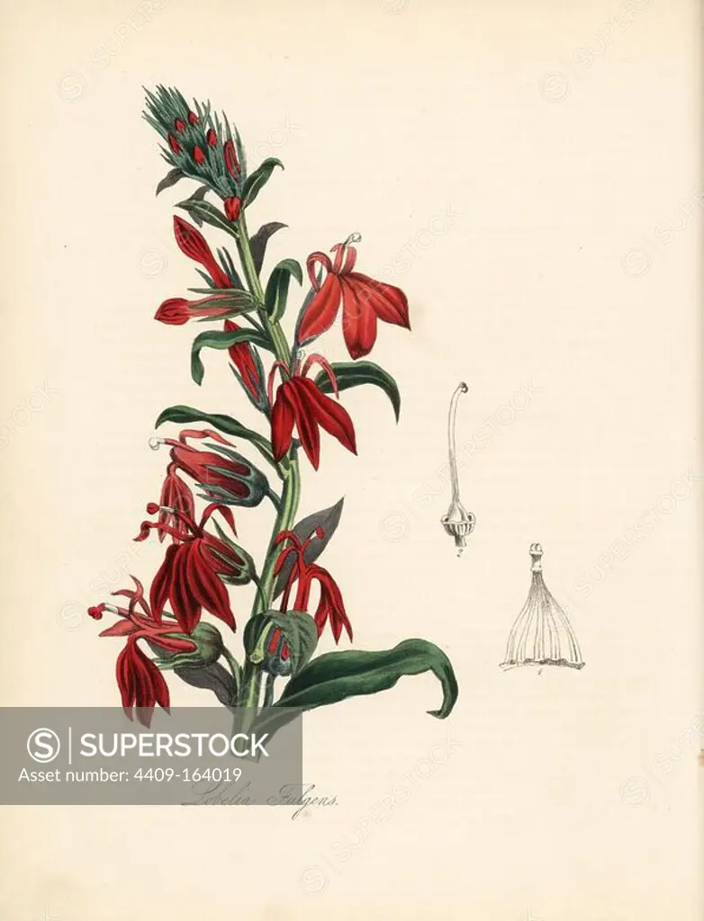 Cardinal flower, Lobelia cardinalis (Fulgent lobelia, Lobelia fulgens). After William Clark's illustration from Richard Morris's "Flora Conspicua." Handcoloured zincograph by C. Chabot drawn by Miss M. A. Burnett from her "Plantae Utiliores: or Illustrations of Useful Plants," Whittaker, London, 1842. Miss Burnett drew the botanical illustrations, but the text was chiefly by her late brother, British botanist Gilbert Thomas Burnett (1800-1835).