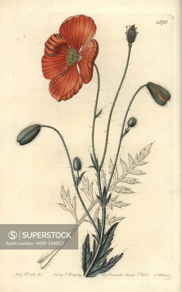 Persian poppy, Papaver persicum. Handcoloured copperplate engraving by S. Watts after an illustration by Miss Drake from Sydenham Edwards' "The Botanical Register," London, Ridgway, 1833. Sarah Anne Drake (1803-1857) drew over 1,300 plates for the botanist John Lindley, including many orchids.