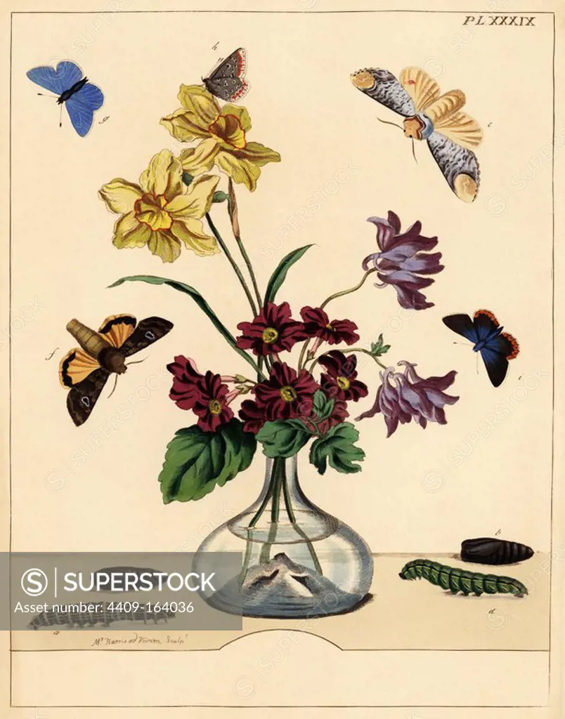 Buff tip moth, Phalera bucephala, large yellow underwing, Noctua pronuba, common blue butterfly, Polyommatus icarus, on a vase of flowers. Handcoloured lithograph after an illustration by Moses Harris from "The Aurelian; a Natural History of English Moths and Butterflies," new edition edited by J. O. Westwood, published by Henry Bohn, London, 1840.