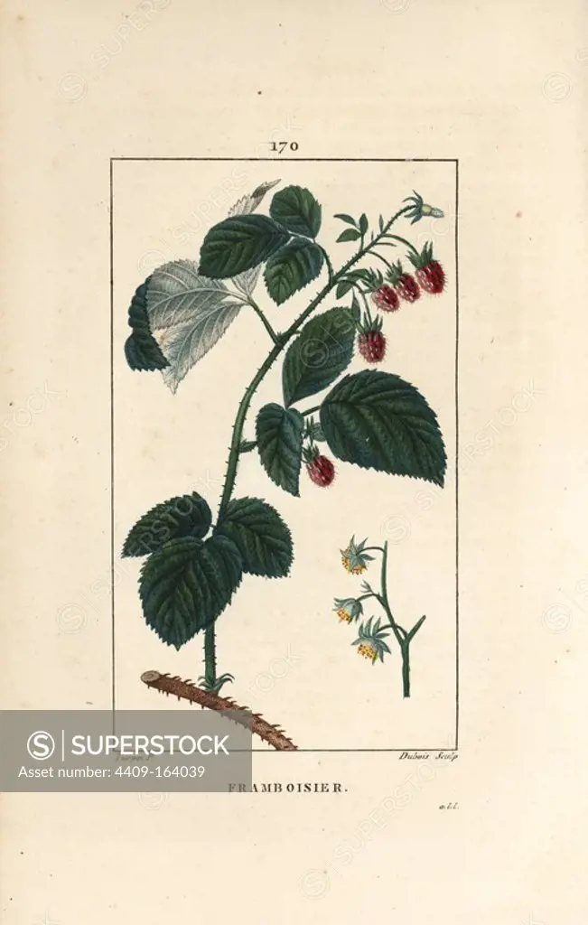 Raspberry, Rubus idaeus, showing flowers, leaves, thorns, and ripe fruit. Handcoloured stipple copperplate engraving by Lambert Junior from a drawing by Pierre Jean-Francois Turpin from Chaumeton, Poiret et Chamberet's "La Flore Medicale," Paris, Panckoucke, 1830. Turpin (1775~1840) was one of the three giants of French botanical art of the era alongside Pierre Joseph Redoute and Pancrace Bessa.