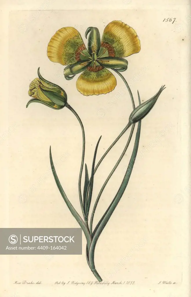 Yellow mariposa lily, Calochortus luteus. Handcoloured copperplate engraving by S. Watts after an illustration by Miss Drake from Sydenham Edwards' "The Botanical Register," London, Ridgway, 1833. Sarah Anne Drake (1803-1857) drew over 1,300 plates for the botanist John Lindley, including many orchids.