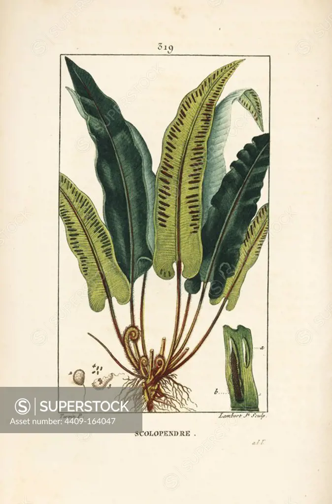 Hart's-tongue fern, Asplenium scolopendrium, with leaf, seed and root. Handcoloured stipple copperplate engraving by Lambert Junior from a drawing by Pierre Jean-Francois Turpin from Chaumeton, Poiret and Chamberet's "La Flore Medicale," Paris, Panckoucke, 1830. Turpin (1775~1840) was one of the three giants of French botanical art of the era alongside Pierre Joseph Redoute and Pancrace Bessa.