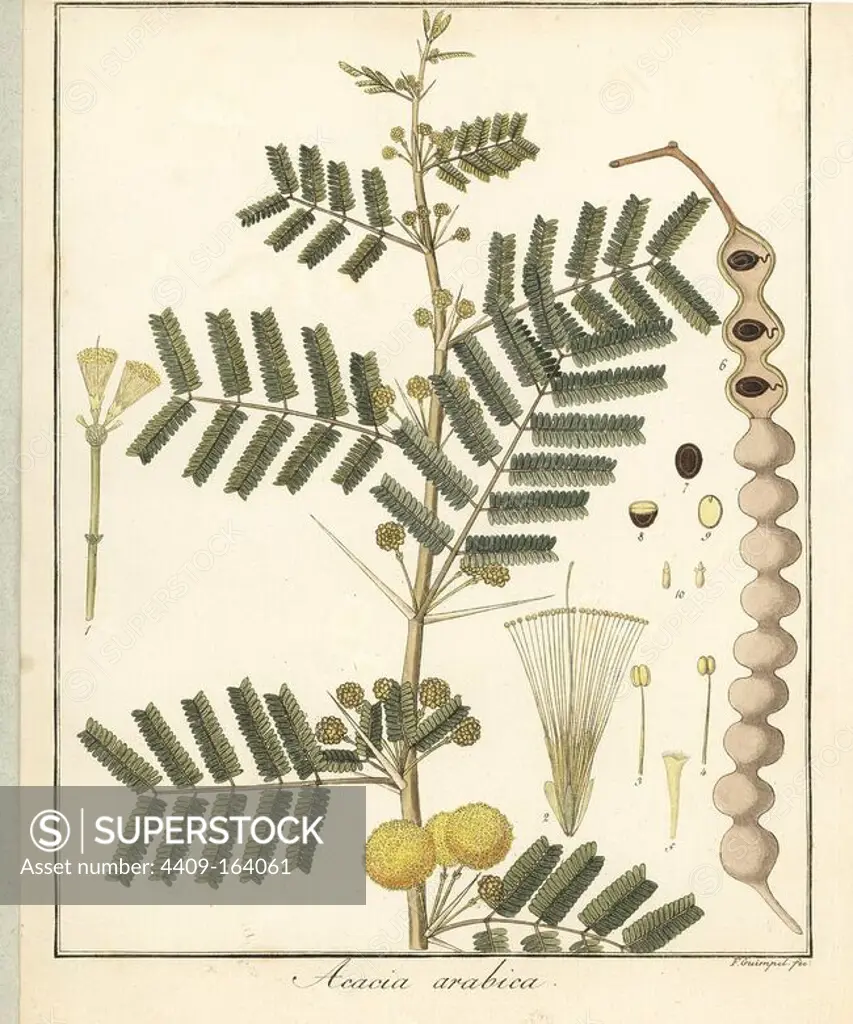 Gum arabic or thorn mimosa tree, Acacia nilotica. Handcoloured copperplate engraving by F. Guimpel from Dr. Friedrich Gottlob Hayne's Medical Botany, Berlin, 1822. Hayne (1763-1832) was a German botanist, apothecary and professor of pharmaceutical botany at Berlin University.