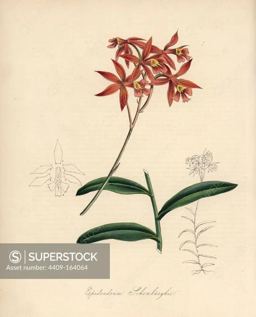 Epidendrum macrocarpum orchid (Schomburgk's epidendrum, Epidendrum schomburgkii). Handcoloured zincograph by C. Chabot drawn by Miss M. A. Burnett from her "Plantae Utiliores: or Illustrations of Useful Plants," Whittaker, London, 1842. Miss Burnett drew the botanical illustrations, but the text was chiefly by her late brother, British botanist Gilbert Thomas Burnett (1800-1835).