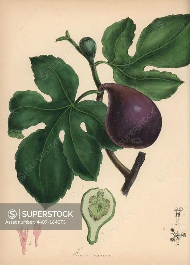 Fig, Ficus carica, with flower, leaf, ripe fruit and fruit in section. Handcoloured zincograph by Chabots drawn by Miss M. A. Burnett from her "Plantae Utiliores: or Illustrations of Useful Plants," Whittaker, London, 1842. Miss Burnett drew the botanical illustrations, but the text was chiefly by her late brother, British botanist Gilbert Thomas Burnett (1800-1835).