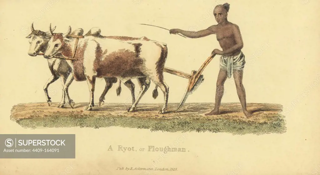Ryot or Indian ploughman in loincloth. Handcoloured copperplate engraving by an unknown artist from "Asiatic Costumes," Ackermann, London, 1828.