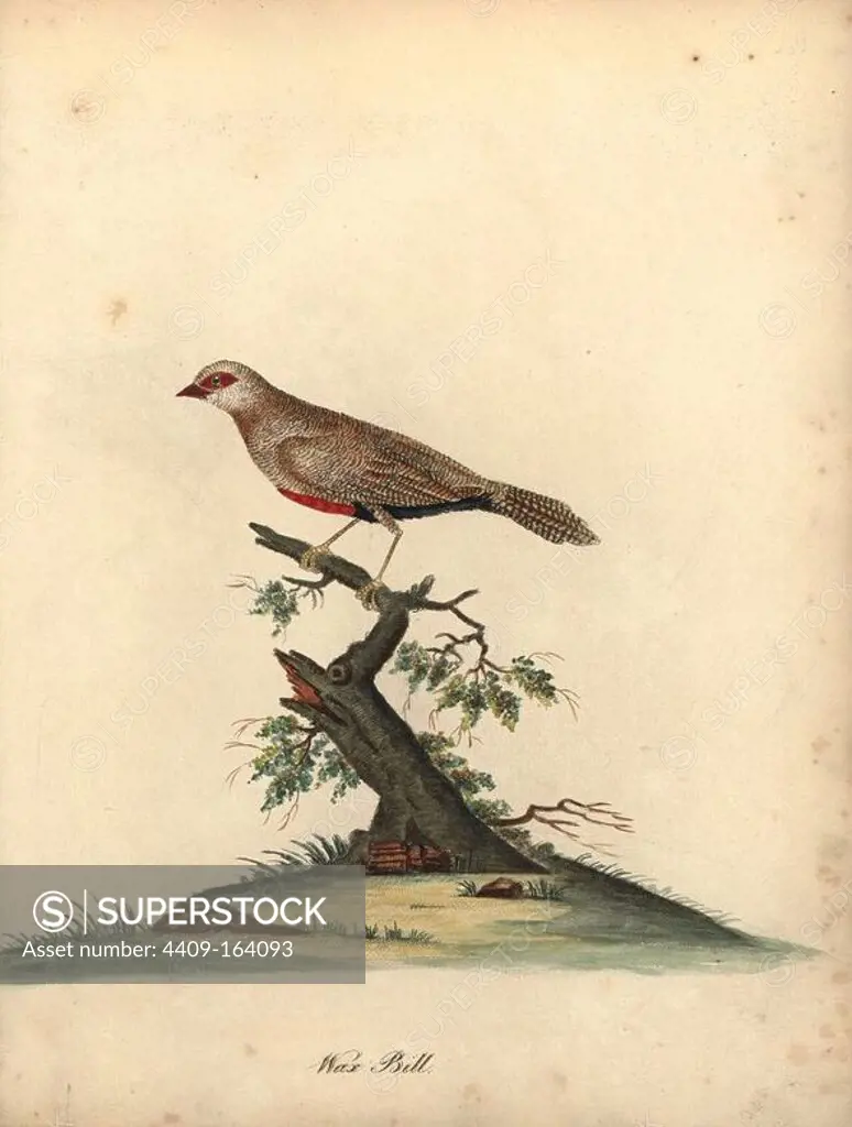 Common waxbill, Estrilda astrild. (Loxia astreld) Handcoloured copperplate engraving of an illustration by William Hayes from Portraits of Rare and Curious Birds from the Menagery of Osterly Park, London, Bulmer, 1794.