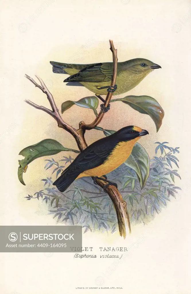 Violaceous euphonia, Euphonia violacea. (Violet tanager) Chromolithograph by Brumby and Clarke after a painting by Frederick William Frohawk from Arthur Gardiner Butler's "Foreign Finches in Captivity," London, 1899.