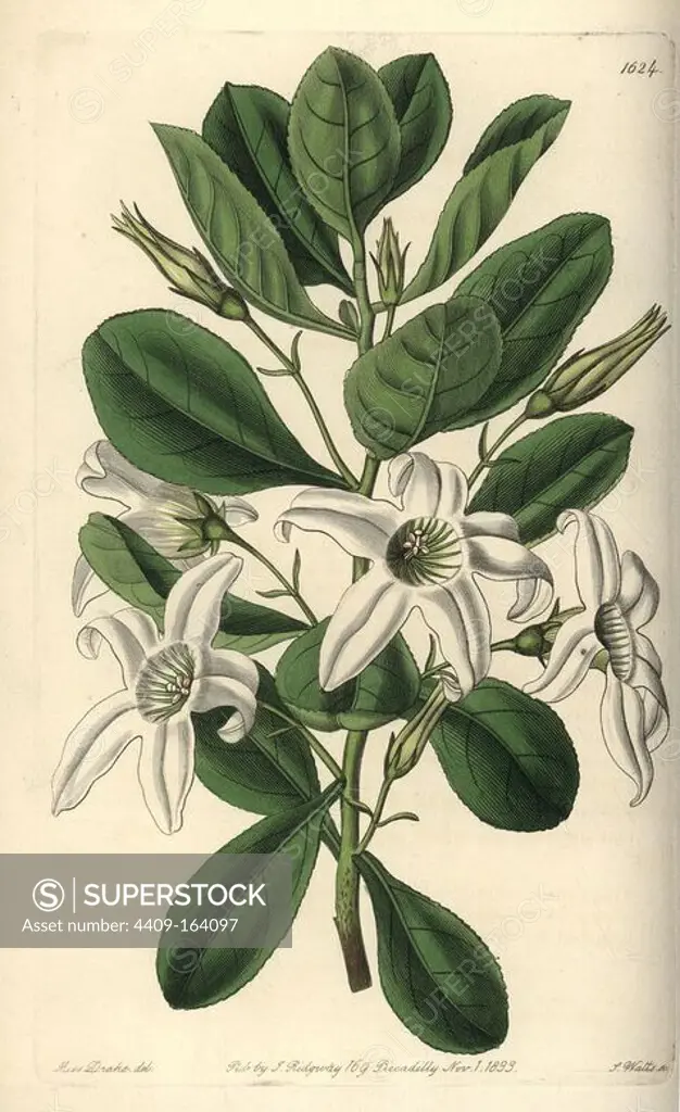 Sticky tailflower or clammy anthocercis, Anthocercis viscosa. Handcoloured copperplate engraving by S. Watts after an illustration by Miss Drake from Sydenham Edwards' "The Botanical Register," London, Ridgway, 1833. Sarah Anne Drake (1803-1857) drew over 1,300 plates for the botanist John Lindley, including many orchids.