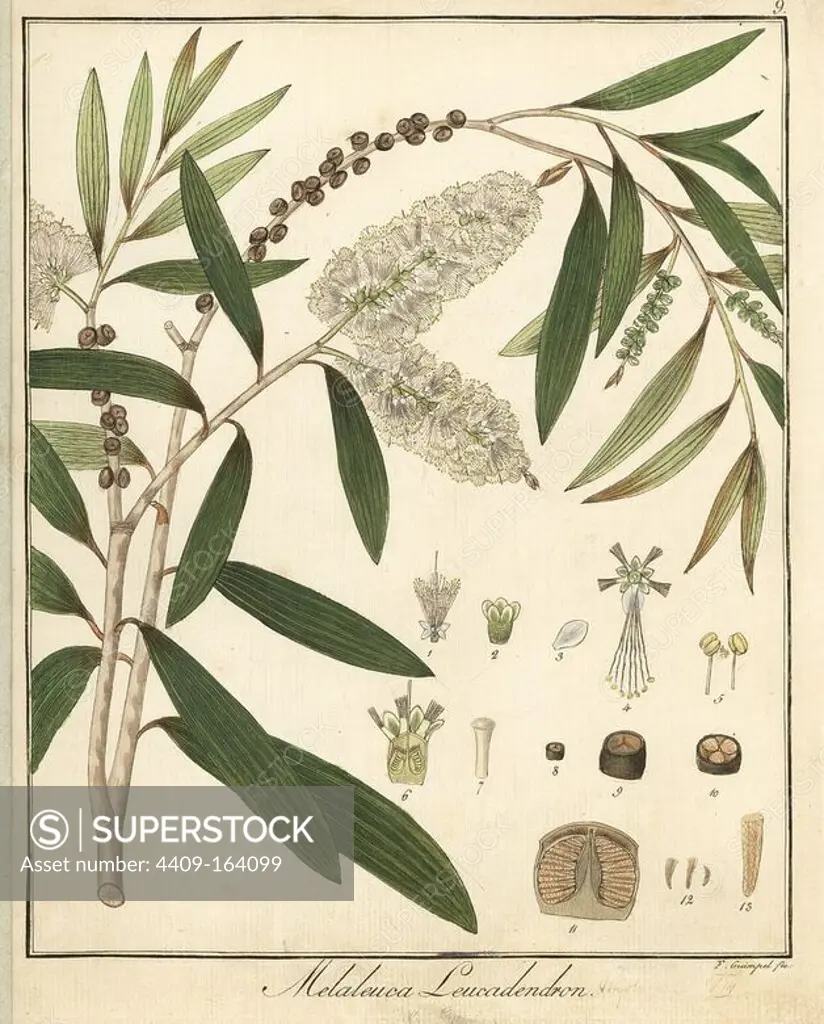 Cajeput tree, Melaleuca leucadendra. Handcoloured copperplate engraving by F. Guimpel from Dr. Friedrich Gottlob Hayne's Medical Botany, Berlin, 1822. Hayne (1763-1832) was a German botanist, apothecary and professor of pharmaceutical botany at Berlin University.