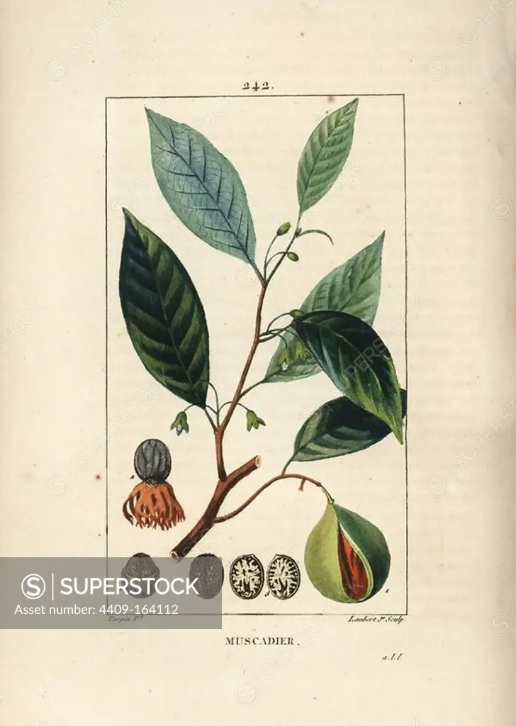 Nutmeg and mace, Myristica moschata, leaf, seed and fruit. Handcoloured stipple copperplate engraving by Lambert Junior from a drawing by Pierre Jean-Francois Turpin from Chaumeton, Poiret and Chamberet's "La Flore Medicale," Paris, Panckoucke, 1830. Turpin (1775~1840) was one of the three giants of French botanical art of the era alongside Pierre Joseph Redoute and Pancrace Bessa.