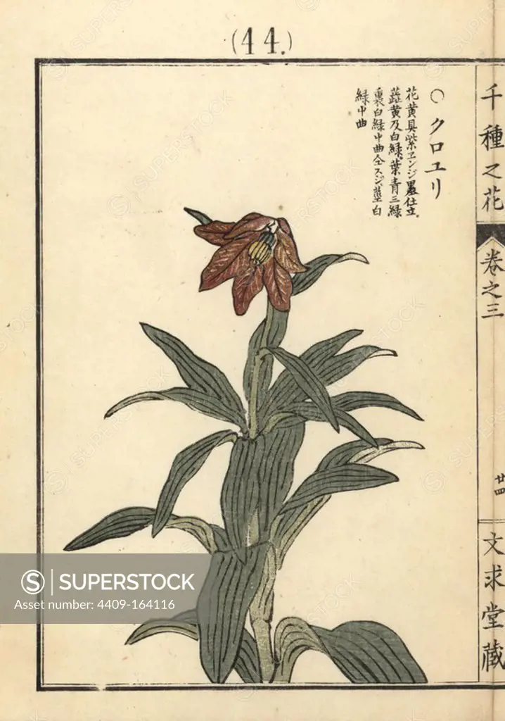 Kuroyuri or chocolate fritillary, Fritillaria camschatcensis. Handcoloured woodblock print by Kono Bairei from Senshu no Hana (One Thousand Varieties of Flowers), Bunkyudo, Kyoto, 1889.