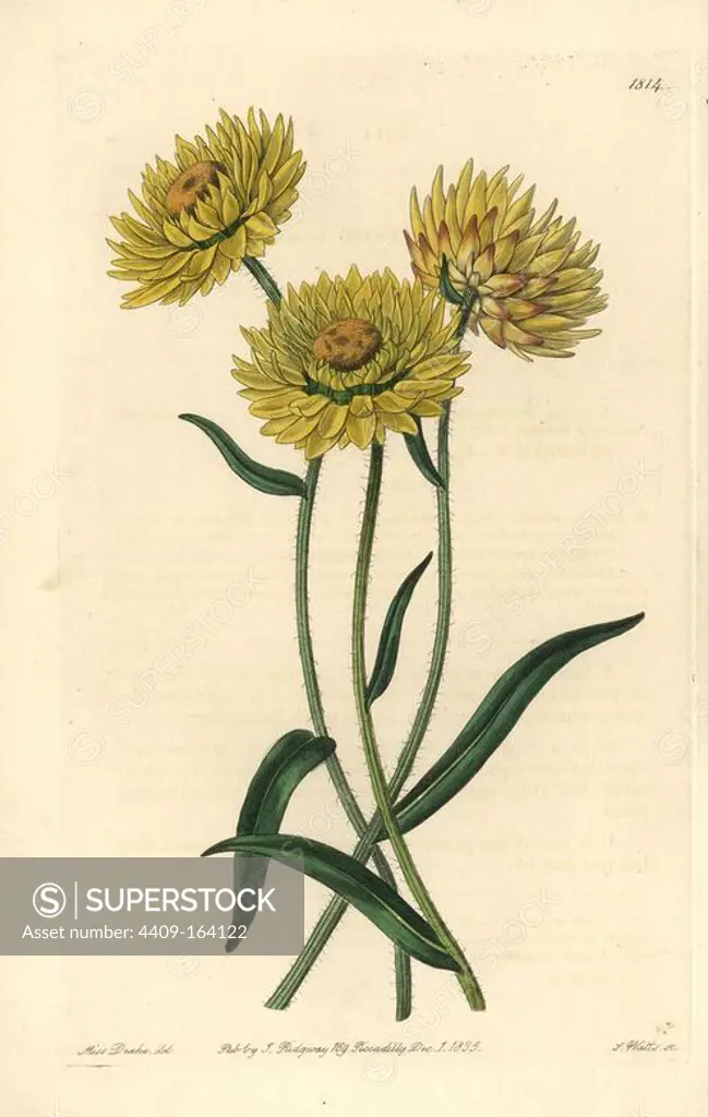 Xerochrysum bicolor (Two-coloured helichrysum, Helichrysum bicolor). Handcoloured copperplate engraving by S. Watts after an illustration by Miss Drake from Sydenham Edwards' "The Botanical Register," London, Ridgway, 1835. Sarah Anne Drake (1803-1857) drew over 1,300 plates for the botanist John Lindley, including many orchids.