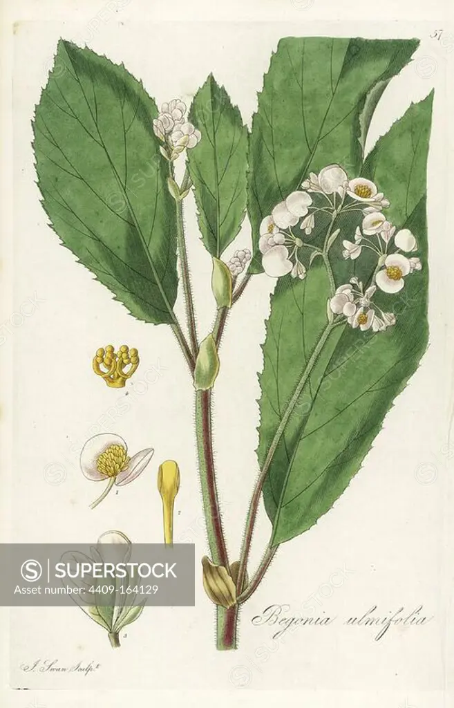 Elm-leaf or elm-leaved begonia, Begonia ulmifolia. Handcoloured copperplate engraving by J. Swan after a botanical illustration by William Jackson Hooker from his own "Exotic Flora," Blackwood, Edinburgh, 1823. Hooker (1785-1865) was an English botanist who specialized in orchids and ferns, and was director of the Royal Botanical Gardens at Kew from 1841.