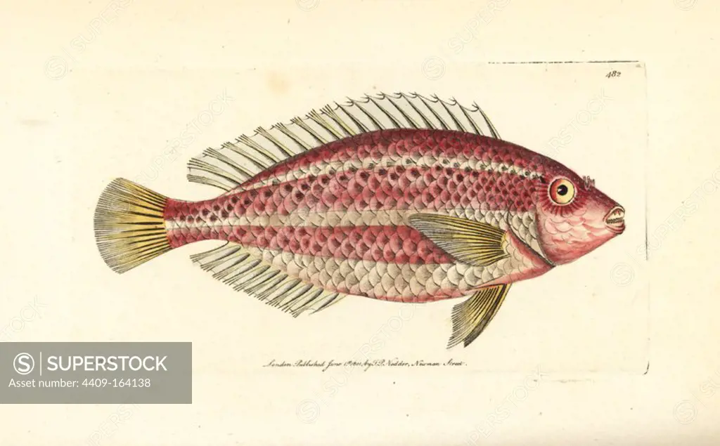 Striped parrotfish, Scarus iseri (Red scarus, Scarus croicensis). Illustration drawn and engraved by Richard Polydore Nodder. Handcoloured copperplate engraving from George Shaw and Frederick Nodder's "The Naturalist's Miscellany," London, 1801.