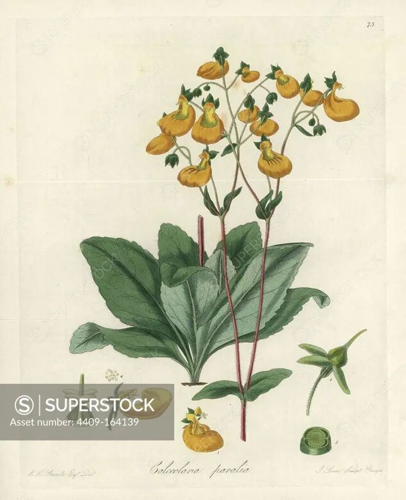 Slipper flower, Calceolaria corymbosa (Glandular-stalked slipper flower, Calceolaria paralia). Handcoloured copperplate engraving by J. Swan after a botanical illustration by R.K. Greville from William Jackson Hooker's "Exotic Flora," Blackwood, Edinburgh, 1823. Hooker (1785-1865) was an English botanist who specialized in orchids and ferns, and was director of the Royal Botanical Gardens at Kew from 1841.