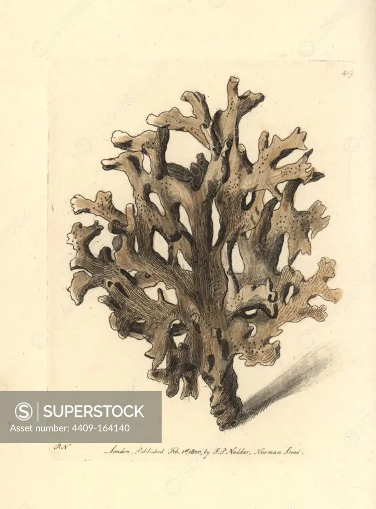 Sea ginger, Millepora alcicornis (Elk horn millepore). Illustration drawn and engraved by Richard Polydore Nodder. Handcoloured copperplate engraving from George Shaw and Frederick Nodder's "The Naturalist's Miscellany," London, 1800.