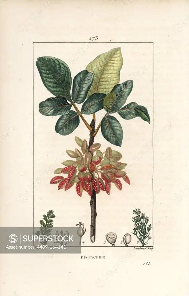 Pistachio nut tree, Pistacia vera, with branch, leaves, ripe fruits. Handcoloured stipple copperplate engraving by Lambert Junior from a drawing by Pierre Jean-Francois Turpin from Chaumeton, Poiret et Chamberet's "La Flore Medicale," Paris, Panckoucke, 1830. Turpin (1775~1840) was one of the three giants of French botanical art of the era alongside Pierre Joseph Redoute and Pancrace Bessa.