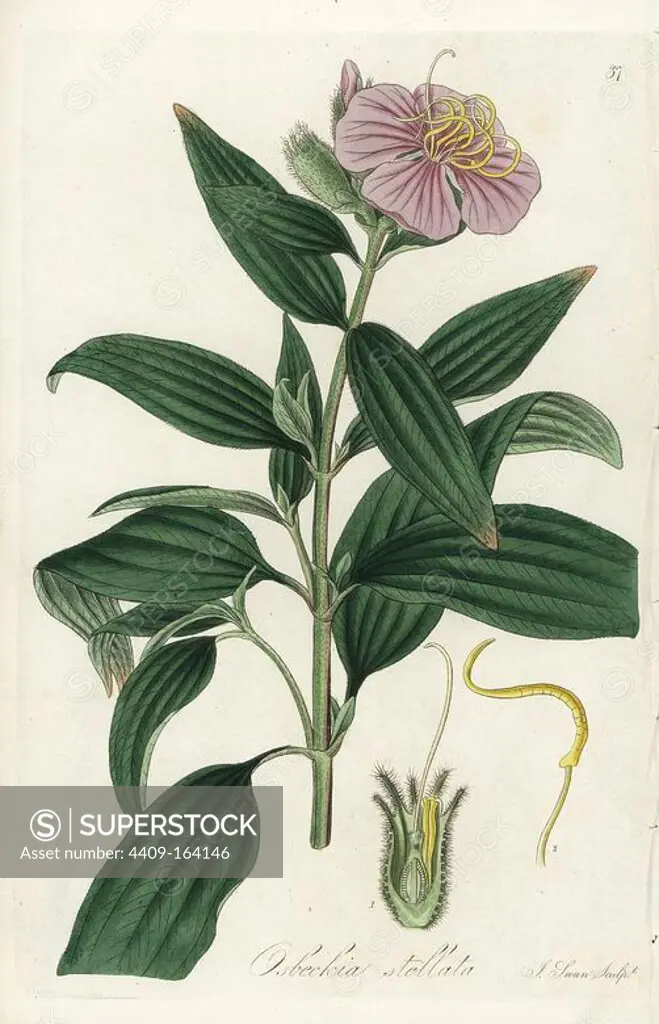 Woolly-fruited osbeckia, Osbeckia stellata. Handcoloured copperplate engraving by J. Swan after a botanical illustration by William Jackson Hooker from his own "Exotic Flora," Blackwood, Edinburgh, 1823. Hooker (1785-1865) was an English botanist who specialized in orchids and ferns, and was director of the Royal Botanical Gardens at Kew from 1841.