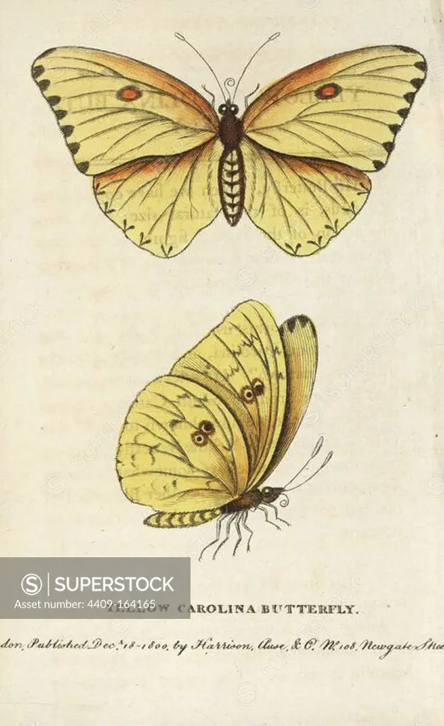 Cloudless sulphur, Phoebis sennae. (Yellow Carolina butterfly) Illustration copied from George Edwards. Handcoloured copperplate engraving from "The Naturalist's Pocket Magazine," Harrison, London, 1800.