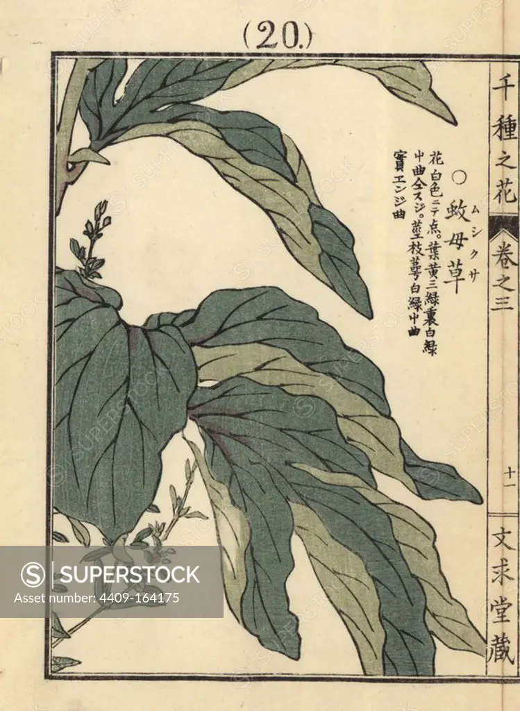 Mushikusa or purslane speedwell, Veronica peregrina L. Handcoloured woodblock print by Kono Bairei from Senshu no Hana (One Thousand Varieties of Flowers), Bunkyudo, Kyoto, 1889.