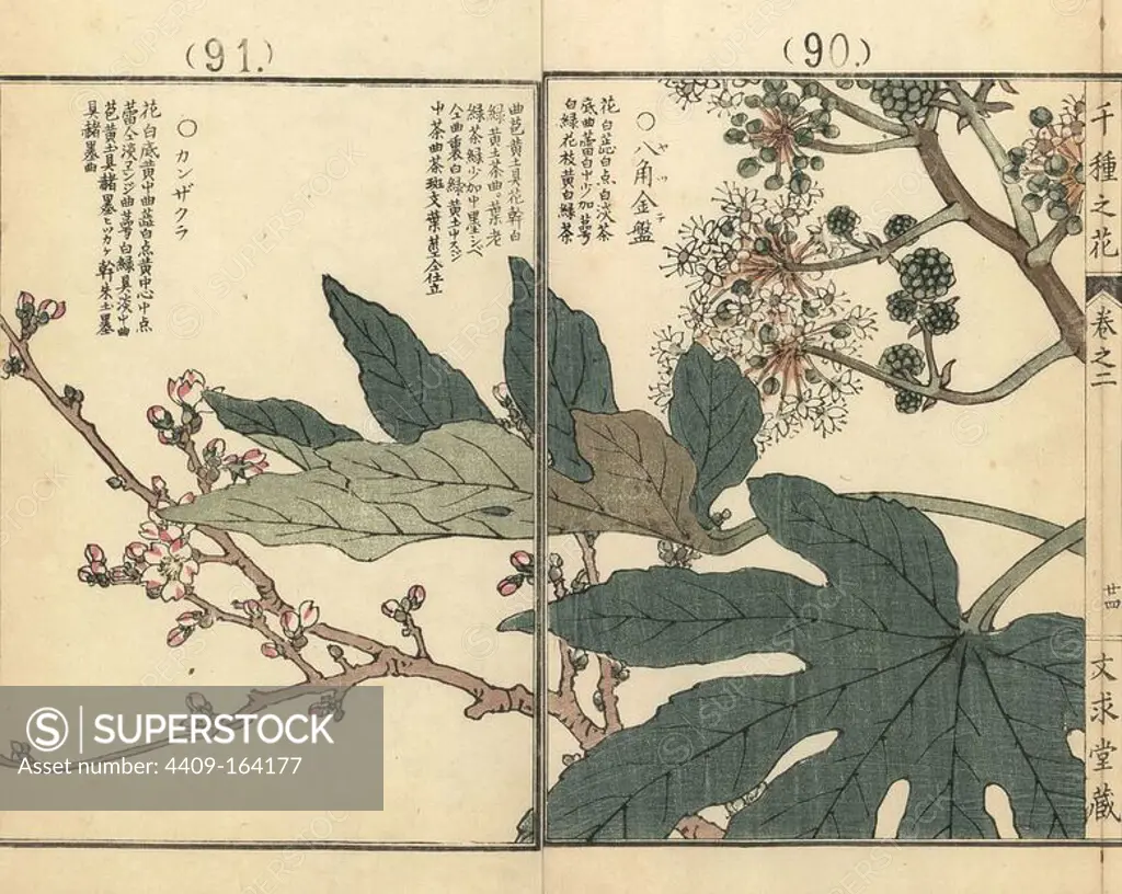 Yatsude or Japanese castor oil plant, Fatsia japonica, and kanzakura cherry blossom, Prunus kanzakura. Handcoloured woodblock print by Kono Bairei from Senshu no Hana (One Thousand Varieties of Flowers), Bunkyudo, Kyoto, 1900.