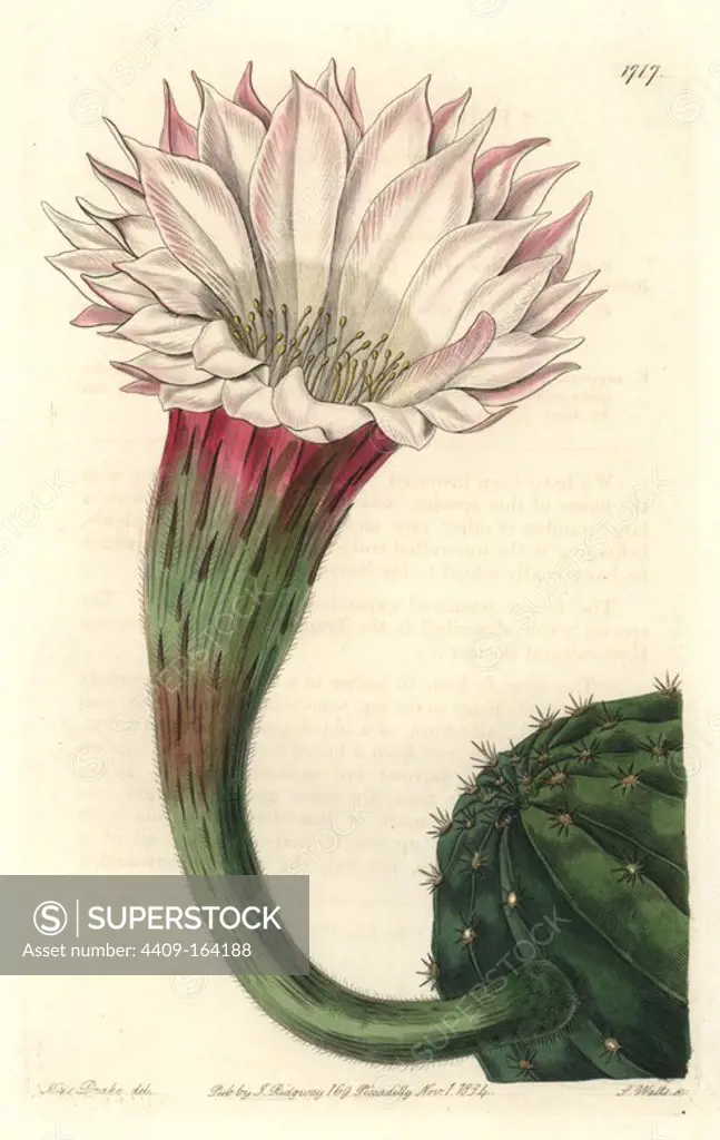Sharp-angled spiny cactus, Echinopsis oxygona (Echinocactus oxygonus). Native to Brazil. Handcoloured copperplate engraving by S. Watts after an illustration by Miss Drake from Sydenham Edwards' "The Botanical Register," London, Ridgway, 1834. Sarah Anne Drake (1803-1857) drew over 1,300 plates for the botanist John Lindley, including many orchids.