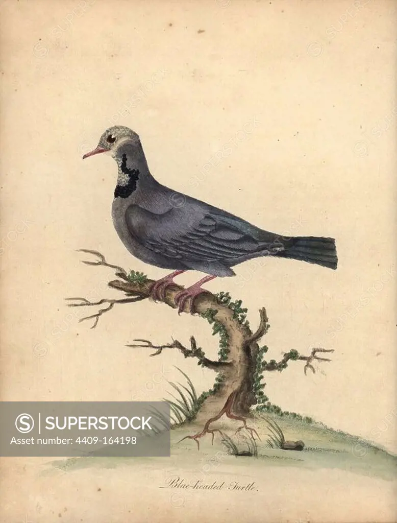 Blue-headed quail-dove, Starnoenas cyanocephala. Endangered. (Blue headed turtle or pigeon, Columba cyanocephala) Handcoloured copperplate engraving of an illustration by William Hayes from Portraits of Rare and Curious Birds from the Menagery of Osterly Park, London, Bulmer, 1794.
