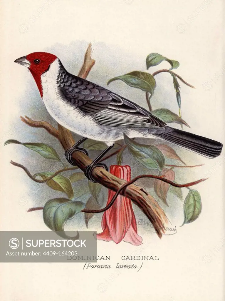 Red-cowled cardinal, Paroaria dominicana. (Dominican cardinal, Paroaria larvata) Chromolithograph by Brumby and Clarke after a painting by Frederick William Frohawk from Arthur Gardiner Butler's "Foreign Finches in Captivity," London, 1899.