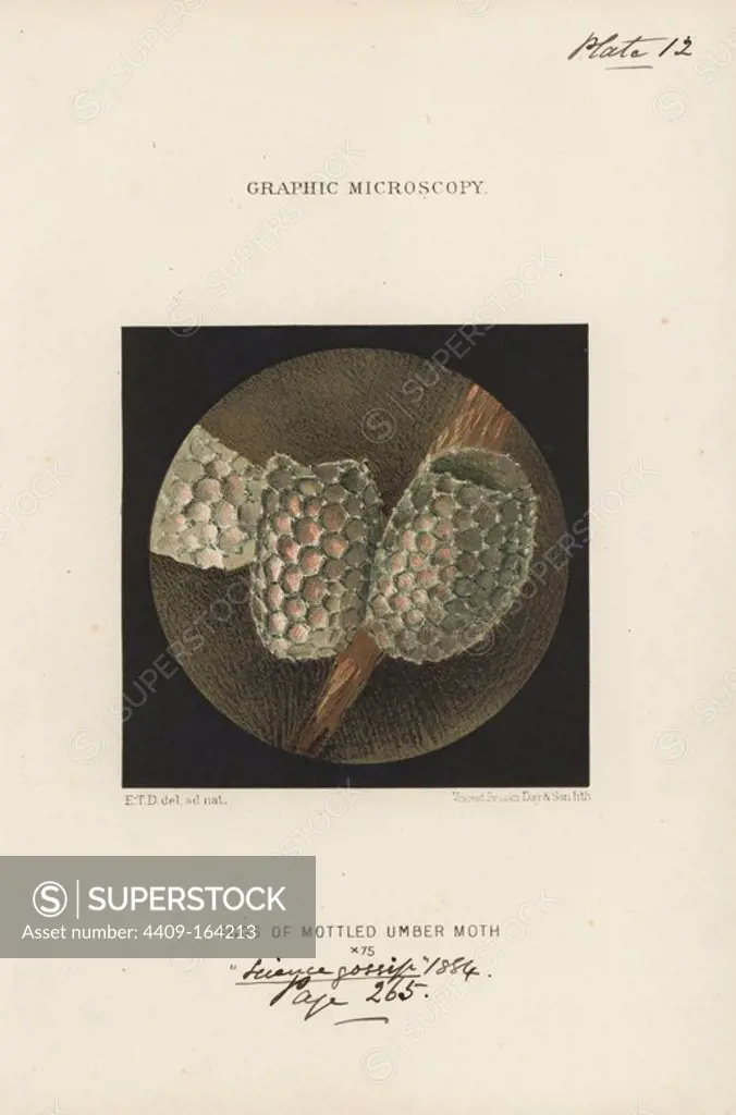 Eggs of the mottled umber moth, Erannis defoliaria, magnified x75. Chromolithograph after an illustration by E.T.D., lithographed by Vincent Brooks, from "Graphic Microscopy" plates to illustrate "Hardwicke's Science Gossip," London, 1865-1885.