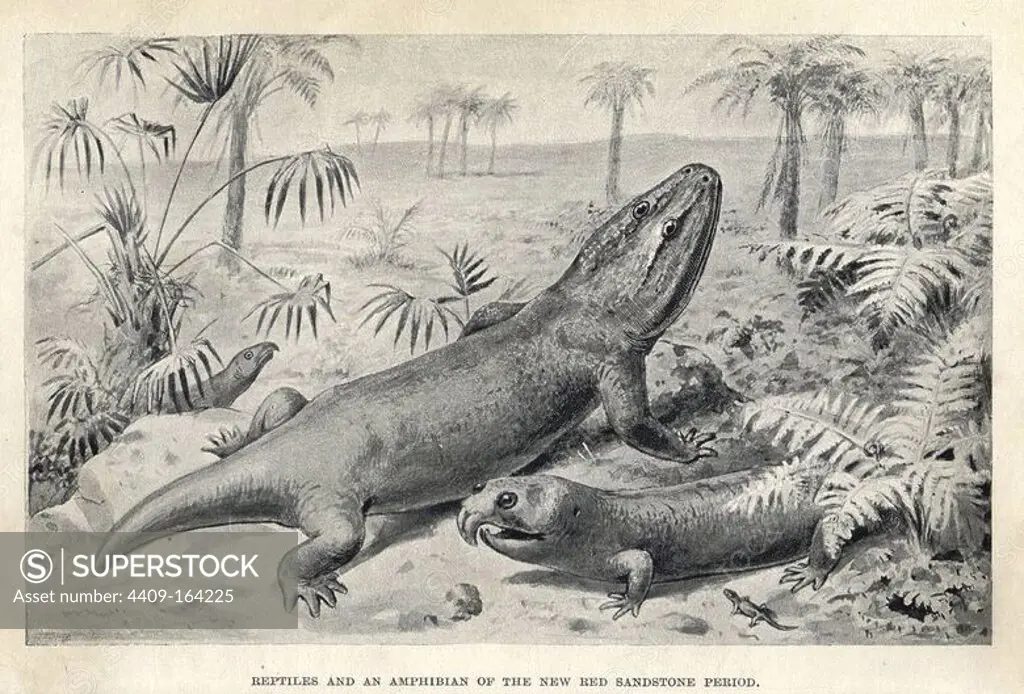 Rhynchosaurus articeps, Mastodonsaurus jaegeri, Hyperodapedon gordoni, and Telerpeton lacertinum. Reptiles and amphibian of the Triassic. Illustration by J. Smit from H. N. Hutchinson's "Extinct Monsters and Creatures of Other Days," Chapman and Hall, London, 1894.