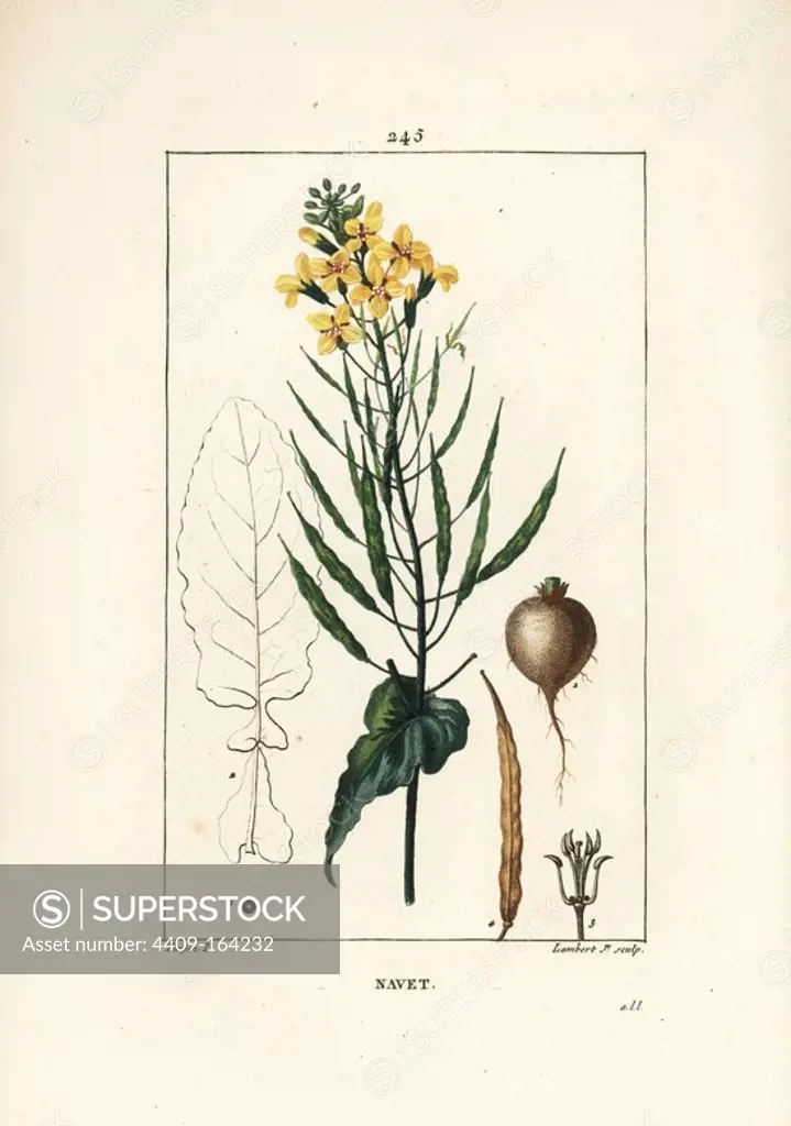 Rapeseed or oilseed, Brassica napus, with leaf, flower and root. Handcoloured stipple copperplate engraving by Lambert Junior from a drawing by Pierre Jean-Francois Turpin from Chaumeton, Poiret and Chamberet's "La Flore Medicale," Paris, Panckoucke, 1830. Turpin (1775~1840) was one of the three giants of French botanical art of the era alongside Pierre Joseph Redoute and Pancrace Bessa.