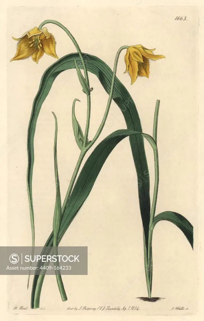 Yellow mariposa lily, Calochortus luteus (Pale yellow cyclobothra, Cyclobothra lutea). Native to Mexico. Handcoloured copperplate engraving by S. Watts after an illustration by Miss Drake from Sydenham Edwards' "The Botanical Register," London, Ridgway, 1834. Sarah Anne Drake (1803-1857) drew over 1,300 plates for the botanist John Lindley, including many orchids.