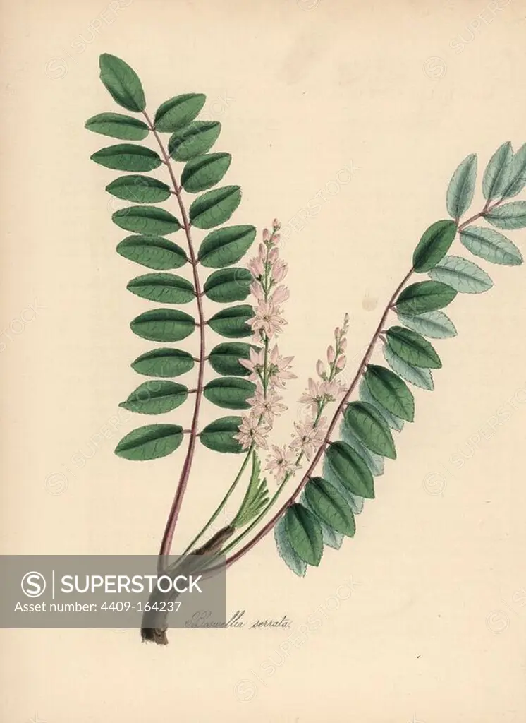 Indian frankincense or salai, Boswellia serrata. Handcoloured zincograph by C. Chabot drawn by Miss M. A. Burnett from her "Plantae Utiliores: or Illustrations of Useful Plants," Whittaker, London, 1842. Miss Burnett drew the botanical illustrations, but the text was chiefly by her late brother, British botanist Gilbert Thomas Burnett (1800-1835).