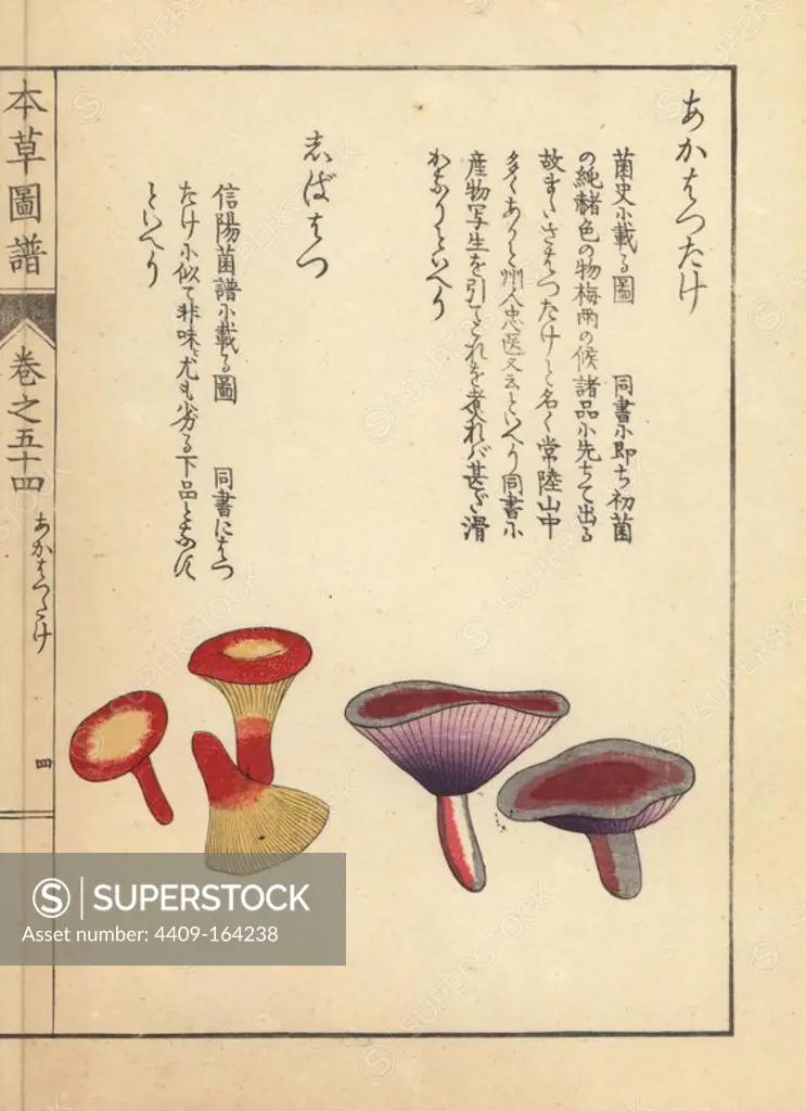 Akahatsudake, Lactarius akahatsu Tanaka, and shibahatsu mushroom. Handcoloured woodblock print from Iwasaki Kan'en's "Honzo Zufu" (Illustrated Guide to Plants), Japan, 1916.