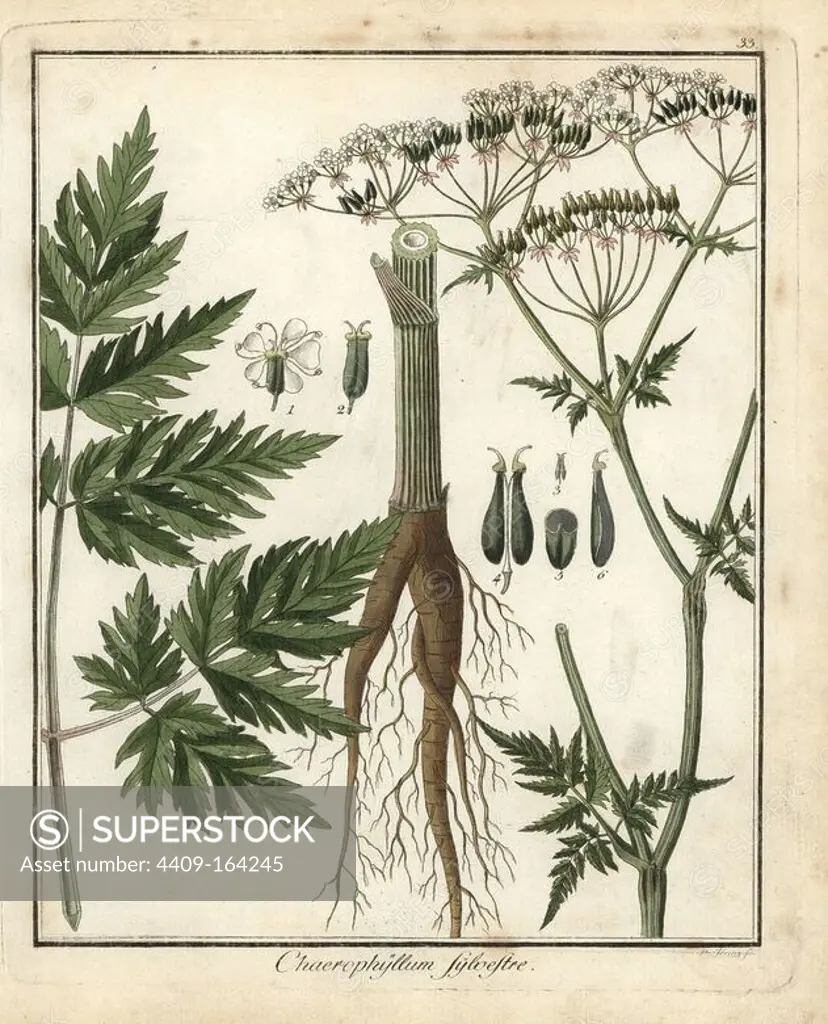 Cow parsley, Anthriscus sylvestris. Handcoloured copperplate engraving by P. Haas from Dr. Friedrich Gottlob Hayne's Medical Botany, Berlin, 1822. Hayne (1763-1832) was a German botanist, apothecary and professor of pharmaceutical botany at Berlin University.