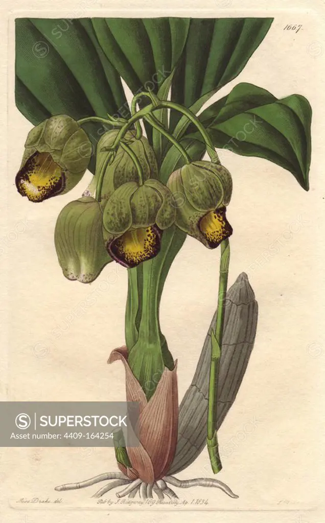 Lurid or pale yellow catasetum orchid, Catasetum luridum. Native to Bahia, Brazil. Handcoloured copperplate engraving by S. Watts after an illustration by Miss Drake from Sydenham Edwards' "The Botanical Register," London, Ridgway, 1834. Sarah Anne Drake (1803-1857) drew over 1,300 plates for the botanist John Lindley, including many orchids.