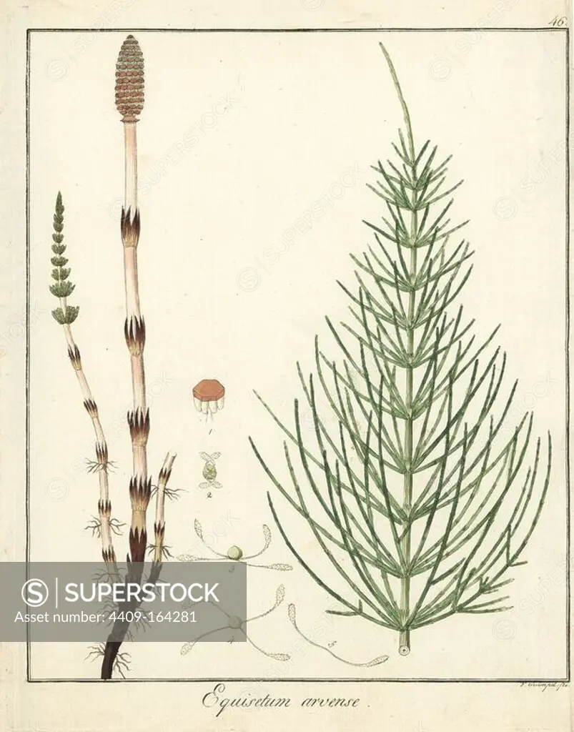 Field horsetail, Equisetum arvense. Handcoloured copperplate engraving by F. Guimpel from Dr. Friedrich Gottlob Hayne's Medical Botany, Berlin, 1822. Hayne (1763-1832) was a German botanist, apothecary and professor of pharmaceutical botany at Berlin University.