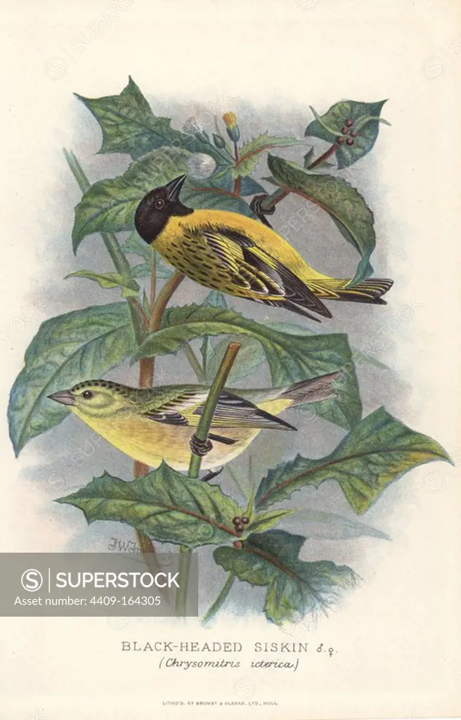 Black-headed siskin, Carduelis notata (Chrysomitris icterica). Chromolithograph by Brumby and Clarke after a painting by Frederick William Frohawk from Arthur Gardiner Butler's "Foreign Finches in Captivity," London, 1899.